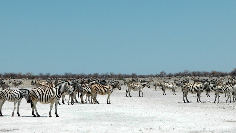 Zebras